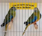 Turquoisine parkieten, Meerdere dieren, Parkiet, Geringd