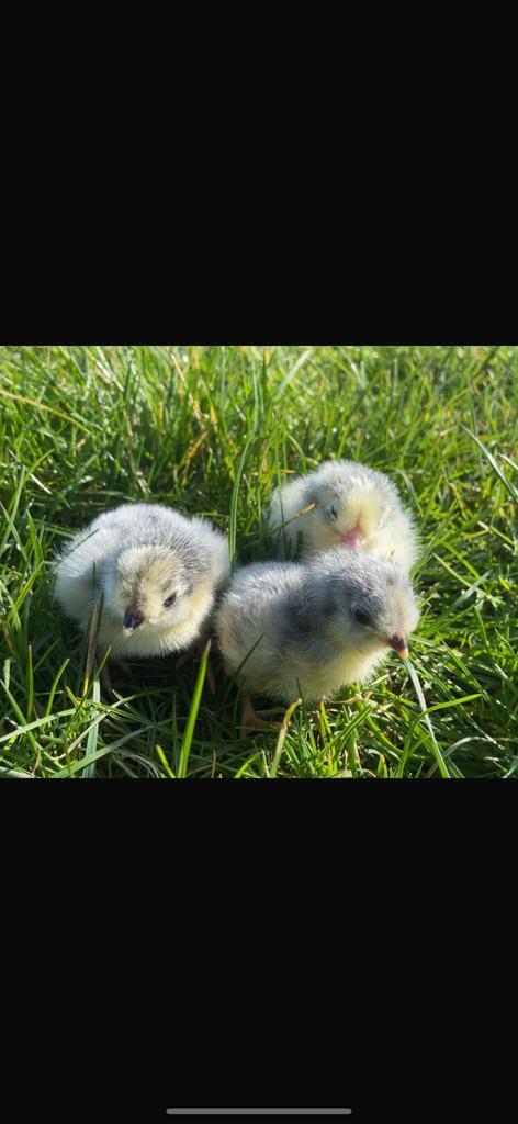 Ras  kuikens te koop🐣🐥, Dieren en Toebehoren, Pluimvee, Kip, Meerdere dieren