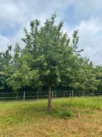 Appelboom, hoogstam oud ras, biologische moesappels, Tuin en Terras, Ophalen, Minder dan 100 cm, Lente, Volle zon