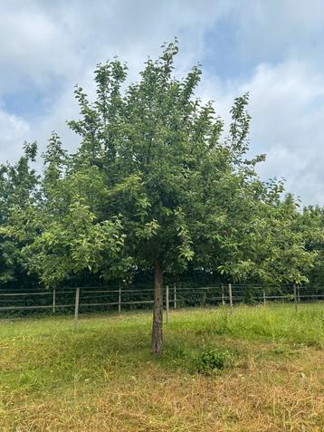 Appelboom, hoogstam oud ras, biologische moesappels beschikbaar voor biedingen