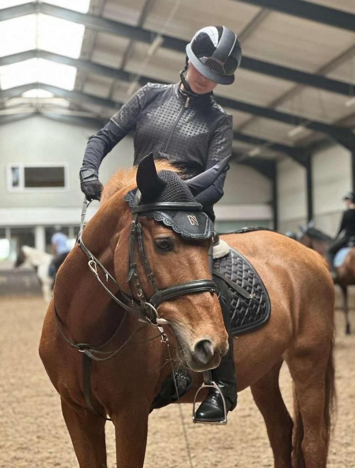 Verzorger aangeboden, Dieren en Toebehoren, Paarden en Pony's | Verzorgingsproducten, Nieuw, Ophalen of Verzenden