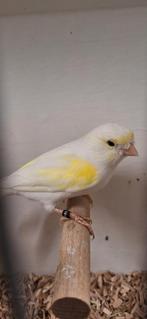 TT waardige koppels Geel Mozaïek Kanaries geringd en onverwa, Meerdere dieren, Kleurkanarie