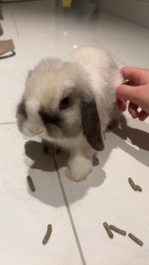 Minilop konijn, Dieren en Toebehoren, Konijnen, Dwerg, Mannelijk, 0 tot 2 jaar, Hangoor