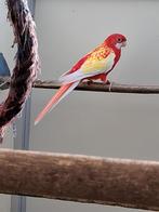 Rubino rosella pop 2024 blauw split zwart man, Dieren en Toebehoren, Meerdere dieren, Parkiet