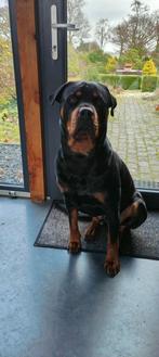 Mastweiler dekreu van 4 jaar en 50 kg goedzak, Rabiës (hondsdolheid), Reu, Eén hond, 3 tot 5 jaar