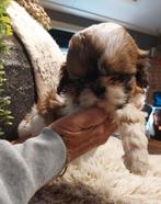 Shih tzu pups reutje, Rabiës (hondsdolheid), Reu, 8 tot 15 weken, Eén hond