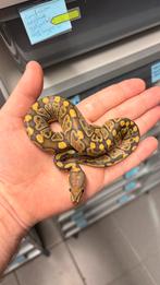 0.1 ghost 100% het clown ball python, Dieren en Toebehoren, Reptielen en Amfibieën, Slang, 0 tot 2 jaar