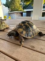 2 Griekse vrouwelijke landschildpadden testudo hermanni, Dieren en Toebehoren, Reptielen en Amfibieën, Schildpad, Tam, 11 jaar of ouder