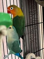 2 mooie agapornis, Meerdere dieren, Dwergpapegaai of Agapornis, Geringd