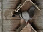 Haagse Kroppers, Dieren en Toebehoren, Vogels | Duiven, Meerdere dieren