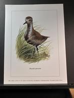 Goudplevier - Buzin - prent kunst afmeting 18 x 24 cm, Verzenden, 1980 tot heden, Zo goed als nieuw, Dier