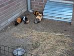 4 cavia beertjes te koop, Dieren en Toebehoren, Knaagdieren, Mannelijk, Tam, Maart, Cavia