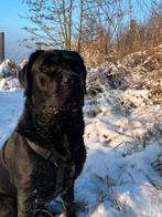 Labrador dekreu ( niet te koop!!!!), Particulier, 3 tot 5 jaar, Rabiës (hondsdolheid), Reu