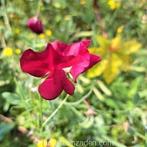 Zaden lathyrus odoratus scarlet, Verzenden, Volle zon