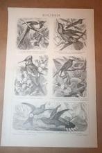 Antieke prent - Verschillende soorten kolibries - Ca 1885 1!, Verzamelen, Ophalen of Verzenden, Voor 1940, Gebruikt, Overige onderwerpen