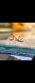 Giant asian mantis 'Hierodula Membranacea', Overige soorten