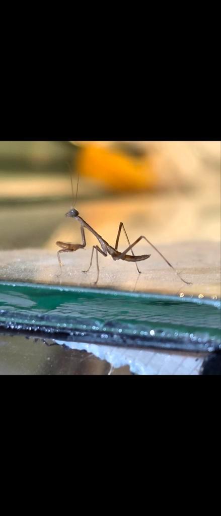 Giant asian mantis 'Hierodula Membranacea', Dieren en Toebehoren, Insecten en Spinnen, Overige soorten