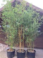 bamboe diverse soorten, vanaf € 10,= OP=OP, Tuin en Terras, Ophalen, Bloeit niet, Halfschaduw, Overige soorten