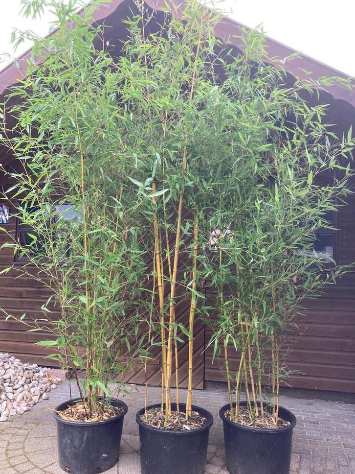 bamboe diverse soorten, vanaf € 10,= OP=OP, Tuin en Terras, Planten | Bomen, Overige soorten, Halfschaduw, Bloeit niet, Ophalen