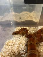 Diverse Pantherophis guttatus, Slang, Tam, 0 tot 2 jaar