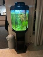 Hexagon aquarium, Dieren en Toebehoren, Vissen | Aquaria en Toebehoren, Ophalen of Verzenden, Zo goed als nieuw, Gevuld zoetwateraquarium