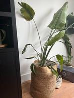 Grote Strelitzia bijna 200 cm hoog, Ophalen, Overige soorten, Halfschaduw, In pot