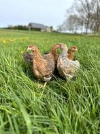 Prachtige jonge tamme Bielefelder kippen hennen gesekst, Dieren en Toebehoren, Pluimvee, Vrouwelijk, Kip