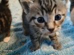 3 kittens, zoeken een nieuw baasje, Dieren en Toebehoren, Katten en Kittens | Raskatten | Korthaar, Meerdere dieren, 0 tot 2 jaar