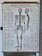 Anatomische Schoolplaat - Röntgenfoto Skelet, Antiek en Kunst, Ophalen of Verzenden, Natuur en Biologie