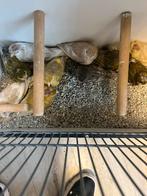 Vogels kanaries jasper, Dieren en Toebehoren, Vogels | Kanaries, Meerdere dieren, Kleurkanarie