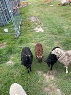 Ouessant schapen, ooien, lammeren, bok, Dieren en Toebehoren, Schapen, Geiten en Varkens, Meerdere dieren, Schaap, 0 tot 2 jaar