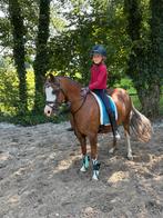 Leuke B pony (ook interessant als fokmerrie), Dieren en Toebehoren, Merrie, B, Gechipt, 7 tot 10 jaar
