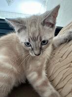 Katertje(jongentje), Kater, Ontwormd