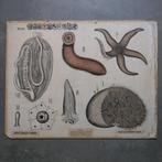 Oude schoolplaat Stekelhuidigen - Dybdahl - 1900, Natuur en Biologie, Ophalen of Verzenden