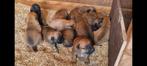 Boxer/mechelse herder pups, Meerdere, Meerdere dieren, Herder, Nederland