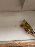 Jonge phyruras €25 per stuk, Dieren en Toebehoren, Meerdere dieren, Parkiet