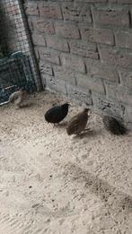 Natuurbroed chinese dwerg kwartels, Dieren en Toebehoren, Vogels | Overige Vogels, Meerdere dieren