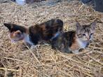 Lieve boederij kittens, Dieren en Toebehoren, Katten en Kittens | Overige Katten, Poes, Kortharig, 0 tot 2 jaar