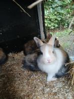 Jonge konijnen te koop, Dieren en Toebehoren, Meerdere dieren, Klein, 0 tot 2 jaar