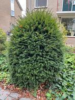 2 grote taxus bollen, Ophalen, Bloeit niet, Halfschaduw, Overige soorten