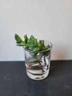 2 Stekjes Crassula perfoliata var. falcata 'Giant Form', Ophalen, Halfschaduw, Minder dan 100 cm