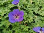 geranium rozanne vaste plant, Tuin en Terras, Ophalen, Gehele jaar
