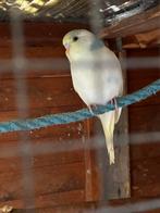 4 Jonge grasparkieten, Geslacht onbekend, Kleurkanarie