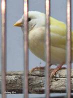 Jonge Gouldamadine, Dieren en Toebehoren, Meerdere dieren