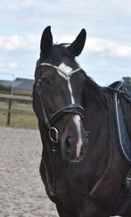 Brave,correcte, ervaren leermeester- dame, Dieren en Toebehoren, Paarden, Merrie, Springpaard, Gechipt, L