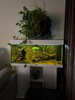 Juwel Rio 180 Aquarium + Eheim + CO₂ + HeliaLux LED – Comple, Dieren en Toebehoren, Ophalen, Gebruikt, Gevuld zoetwateraquarium
