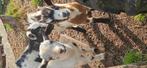 Dweggeit bokjes, Dieren en Toebehoren, Mannelijk, Geit