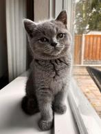 Britse Korthaar kittens blue / silver tabby / black smoke, Meerdere dieren, Gechipt, 0 tot 2 jaar