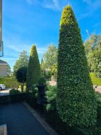 2 zuilbeuken, €100, Tuin en Terras, Planten | Bomen, Bloeit niet, Overige soorten, Minder dan 100 cm, Ophalen