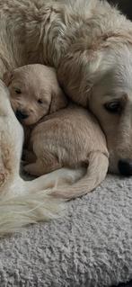 Mooie Golden Retriever pups, Golden retriever, 8 tot 15 weken, Parvo, Meerdere